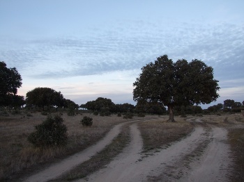 monte